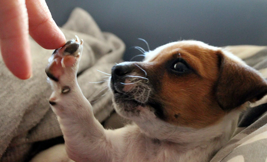Regali per gli amanti dei cani: 4 delle idee più uniche che hai mai sentito