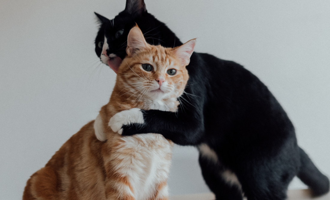 Il mio gatto mi ama?