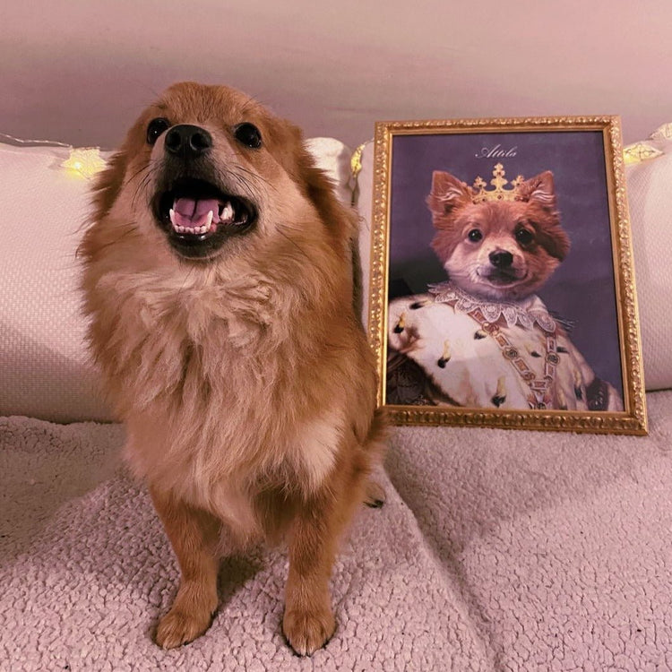 Ritratto Di Cane a Decomposizione in Attesa Di Vedere La Telecamera  Immagine Stock - Immagine di sfondo, animale: 223936105